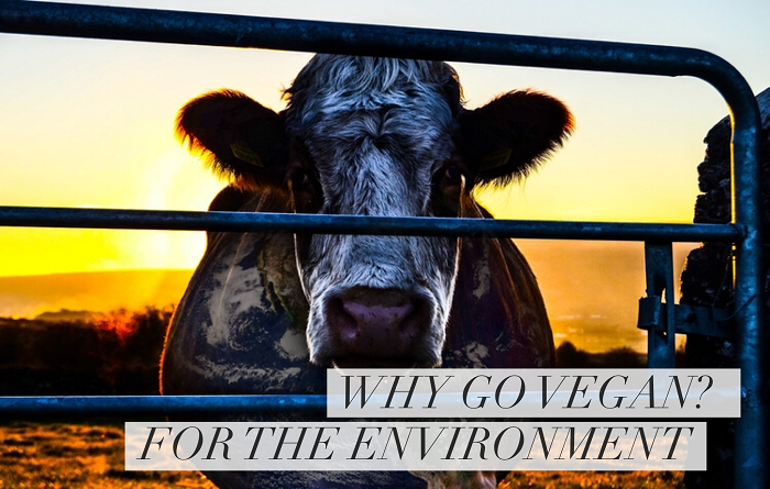 Why go Vegan? For the Environment